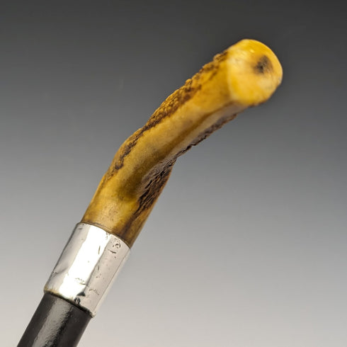 1889年 英國古董 紳士用手杖 鹿角拐杖把手 91cm