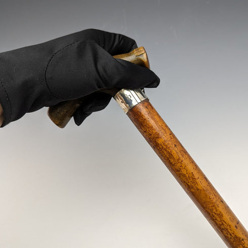 1895 年英國古董男士手杖輕便馬六甲藤製牛角手拿包手柄 81 厘米