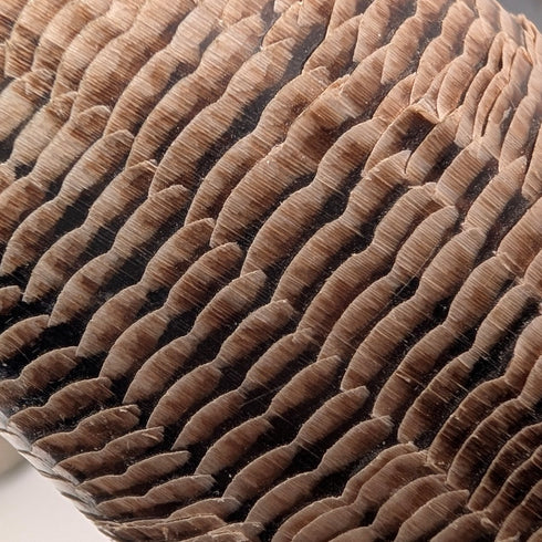 ヴィンテージ ホーン製 うろこ装飾 オブジェペア 置物