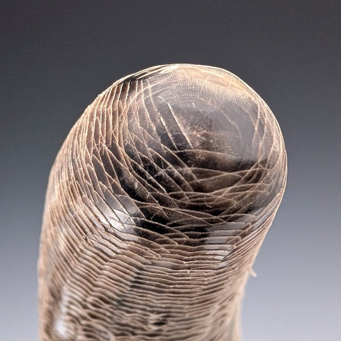 ヴィンテージ ホーン製 うろこ装飾 オブジェペア 置物