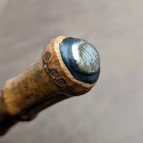 1909 年英國古董男士手杖粗竹桿 84 厘米